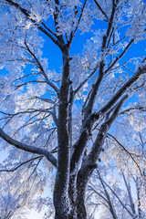 Frozen Tree - 250336598