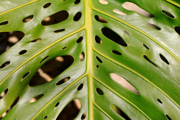 Fototapeta na wymiar Philodendron (Plante d'intérieur grandes feuilles larges)