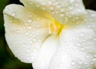 Drops of dew on white orchid petals The background is green grass.soft focus.