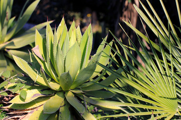 Agave Hybride, Agava hybrid (Cactus, succulent, plante grasse)