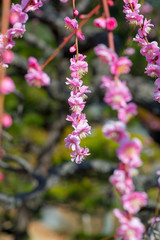 南立石公園の枝垂れ梅