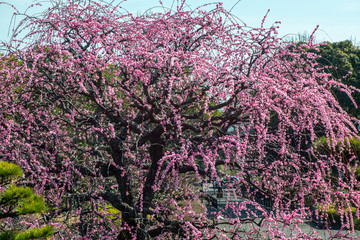 南立石公園の枝垂れ梅