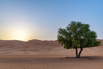 Wahiba Sands in Oman at sunrise. It is known as Sharqiya Sands or Ramlat al-Wahiba.