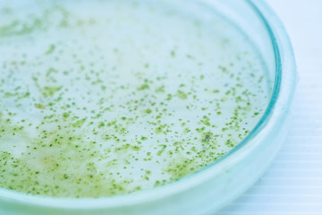 Colony of blue green algae in culture medium plate.