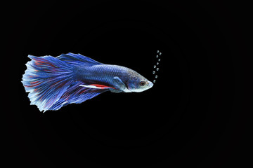 Beautiful betta fish or Asian battle fish that roam bubbles, concept with black background