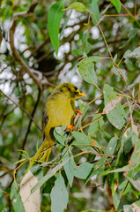 Bellbird Looks Right