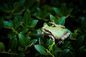 frog on leaf