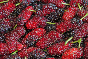 Mulberry : Fresh Mulberries background.