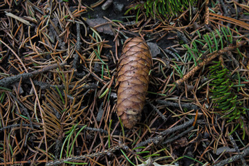 Fir cone on the earth the covered needles
