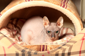 Portrait of a bald sphinx cat lying in a cat's house
