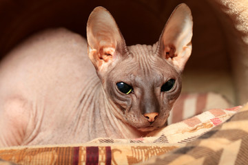 Portrait of a bald sphinx cat lying in a cat's house