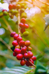 Raw coffee beans . coffee beans and green Leaves on tree  in the morning. 