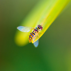Naklejka premium Yellow Bug on a Leaf