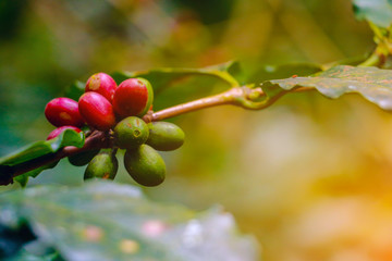Raw coffee beans . coffee beans and green Leaves on tree  in the morning. 