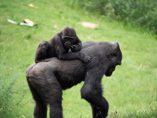 Baby Gorilla on Mother's Back