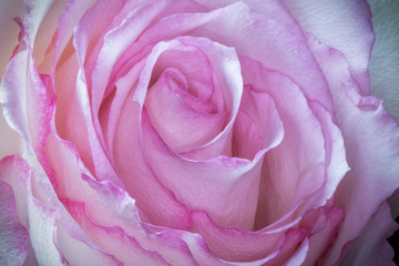 Macro of Pink Rose