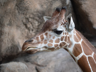 Obraz premium Giraffe Headshot