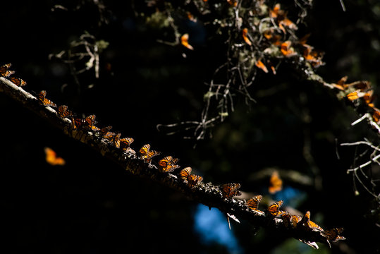 Mariposas monarcas formadas