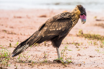 Pantanal