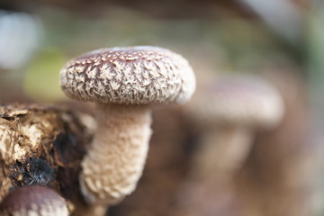 Chiba,Japan-February 19, 2019: Close-up of Shiitake mushroom on sawdust cultivation bed 