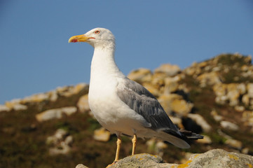 seagull, rock and sea