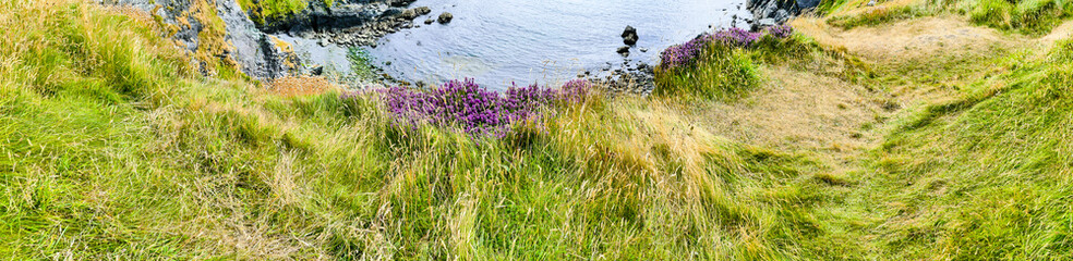 Heather Cliffs Atlantic Heidekraut Klippe Atlantik