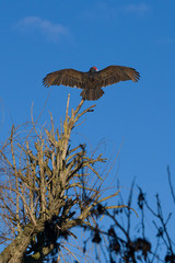 turkey vulture