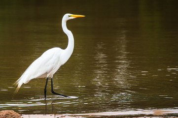 Naklejka premium Pantanal