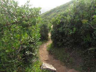 Fototapeta na wymiar trails with plants.