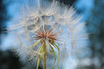 Fototapeta premium Yellow Goat's Beard seed head