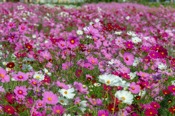 Obraz premium full blooming of cosmos in Japan