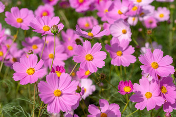 close-up of pink cosmos in full blooming