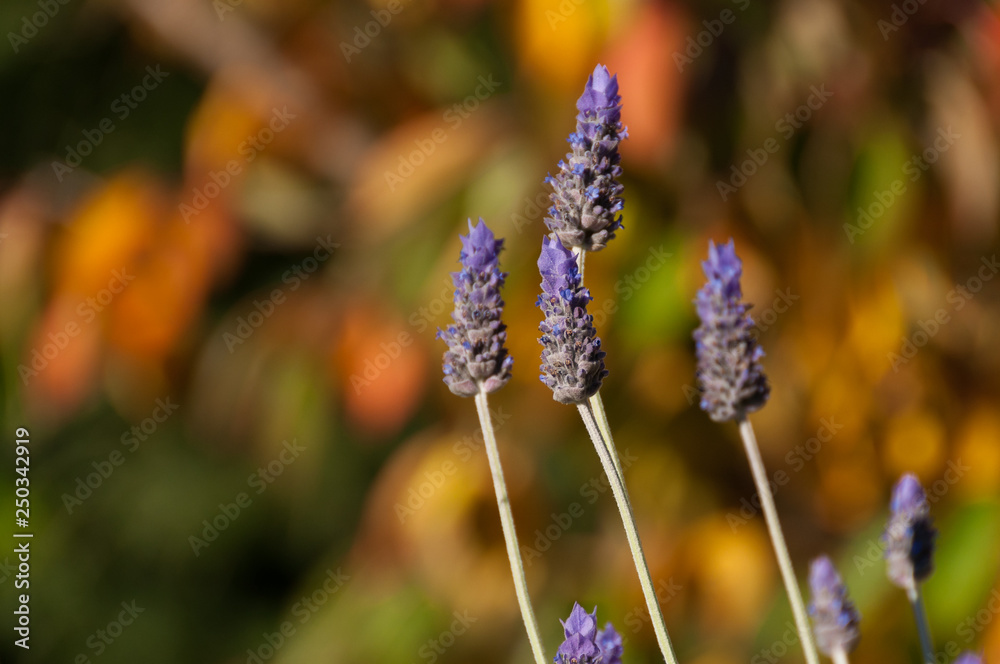 Sticker Blooming lavender flowers against bright orange background