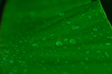Green leaves and droplet water background. Green leaves color tone dark  in the morning. 