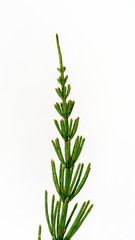 The peculiar fern plant: Equisetum arvense, on white background