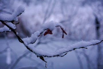 Schneebedeckter Ast mit Blättern