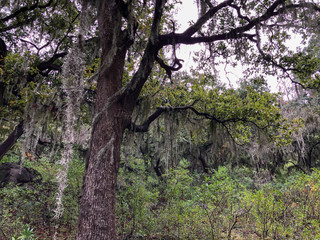 Dry tree in creepy forest