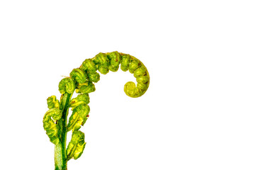 The curly young leaves of ferns. On white background.