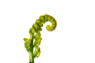The curly young leaves of ferns. On white background.