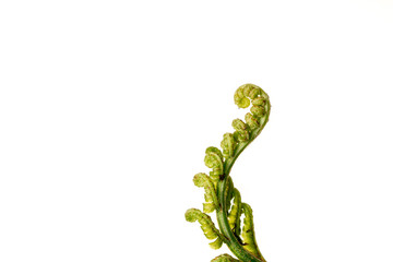 The curly young leaves of ferns. On white background.