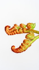 The curly young leaves of ferns. On white background.