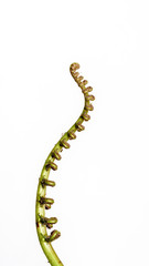 The curly young leaves of ferns. On white background.
