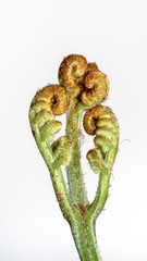 The curly young leaves of ferns. On white background.