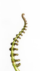 The curly young leaves of ferns. On white background.
