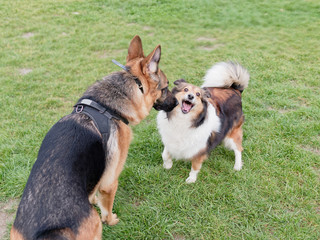 Shetland sheep shouting at german shepherd dog when the big one try to sniff her, funny expression.