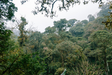 Tropical rainforests in yunnan, China.