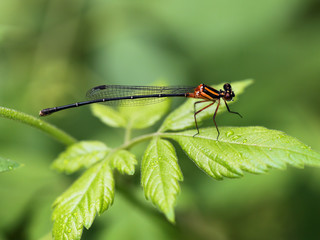 Orange Threadtail Damselfly