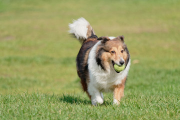 Happy pet dog playing with ball on green grass lawn, playful shetland sheepdog retrieving ball back...