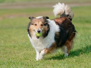 Happy pet dog playing with ball on green grass lawn, playful shetland sheepdog retrieving ball back very happy.