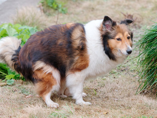 Shetland sheepdog pooping outside with funny expression. 